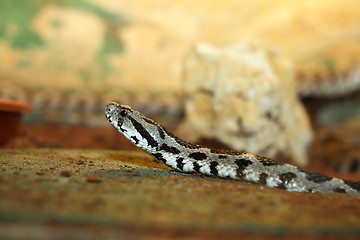 Image showing vipera palaestinae closeup