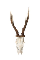 Image showing isolated roebuck hunting trophy