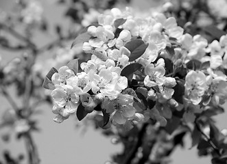 Image showing Close-up of a cluster of crab apple blossom