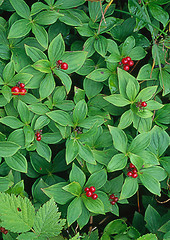 Image showing Wild berries