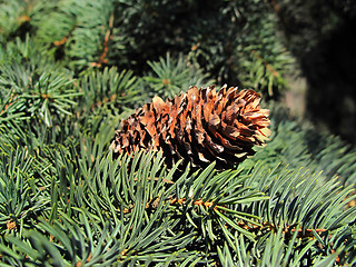 Image showing Pine branch with cone