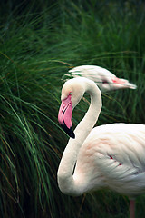 Image showing Greater Flamingo (Phoenicopterus roseus)