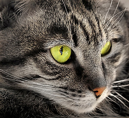 Image showing Portrait of green-eyed cat