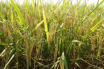 Image showing Ripe rice grains in Asia