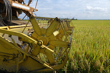 Image showing Harvesting ripe rice on paddy field 