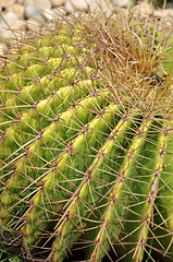 Image showing Cactus is a plant that needs very little water