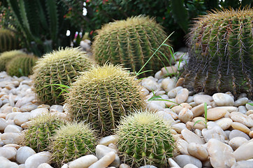 Image showing Globe shape cactus