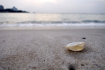 Image showing Beautiful sea shell 