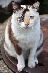 Image showing Cute striped street cat