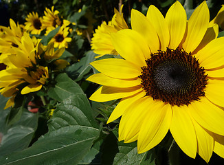 Image showing Sunflowers in the field