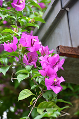 Image showing Bougainvillea