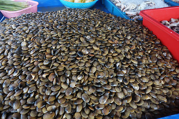 Image showing Live clams