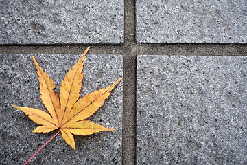 Image showing Beautiful autumn leaf