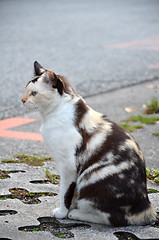 Image showing Cute striped street cat