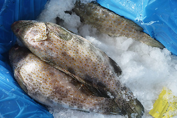 Image showing Fresh Grouper fish on ice