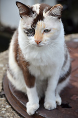 Image showing Cute striped street cat