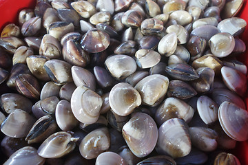 Image showing Clams in the Fish Counter