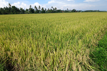 Image showing Paddy field with ripe paddy under the blue sky