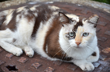 Image showing Cute striped street cat