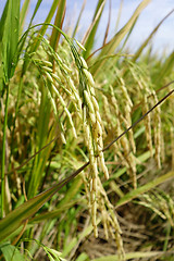 Image showing The ripe paddy field is ready for harvest