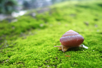 Image showing Snail on forest moss