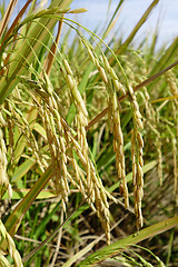 Image showing Close up of ripe rice in the paddy