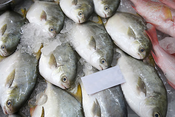 Image showing Pomfret fishes cover with ice on sell 