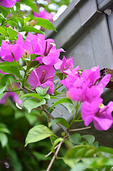 Image showing Bougainvillea