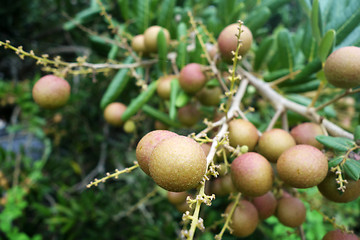 Image showing Longan orchards