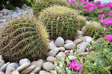 Image showing Globe shape cactus