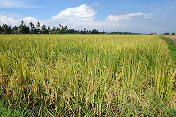 Image showing Paddy field with ripe paddy under the blue sky