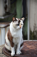 Image showing Cute striped street cat