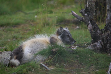 Image showing arctic fox