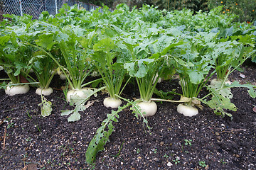 Image showing Radish