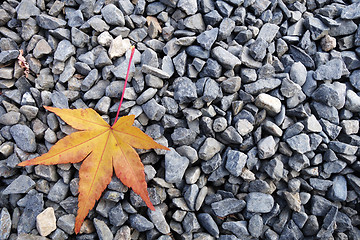 Image showing Beautiful autumn leaf 