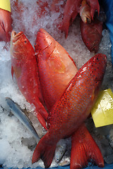 Image showing Star grouper fish