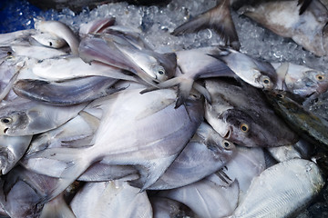 Image showing White pomfret