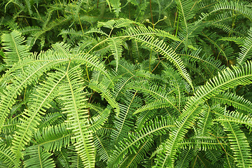 Image showing Shrubs fern