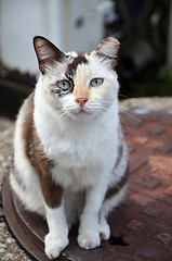 Image showing Cute striped street cat