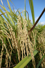 Image showing The ripe paddy field is ready for harvest