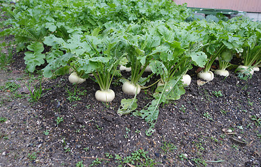 Image showing Organic radish