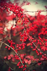 Image showing Ripe berries of barberry