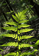 Image showing Branch of fern in summer forest