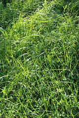 Image showing Green grass and sunlight