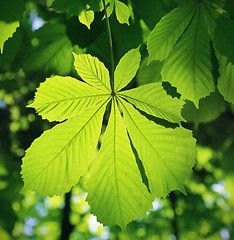 Image showing Chestnut leaf 