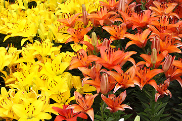 Image showing Natural background with colorful lilies