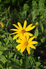 Image showing Jerusalem artichoke flowers