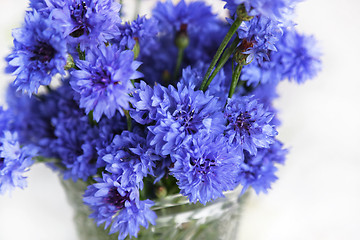 Image showing Blue cornflowers