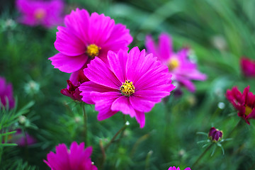 Image showing Nature background with pink Cosmos flowers