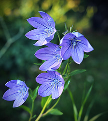 Image showing Balloon flowers